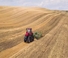 Pásové traktory Case IH AFS Connect Magnum 340 ROWTRAC