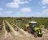 Traktory 4WD Claas Nexos 210 VL